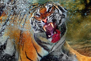 �ͻ���ˮ�Г�ʳ ���(sh��)��ӿ 