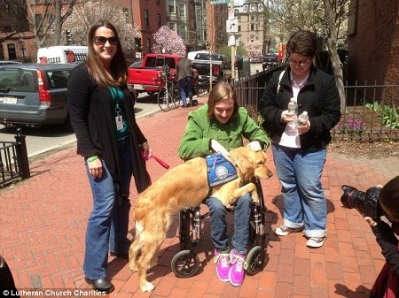 金毛犬安撫波士頓街頭的行人 金毛犬安撫波士頓街頭的行人
