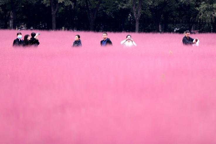 邂逅這片“粉霧?！?>
     <p>邂逅這片“粉霧海”</p>
</a>
        </div>
    </div>
    <!--推薦圖集end-->
    <div   id=