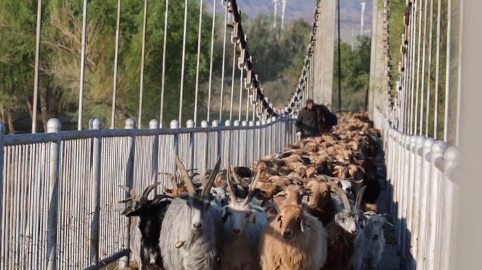 數(shù)十萬(wàn)頭牲畜開啟夏牧場(chǎng)之旅