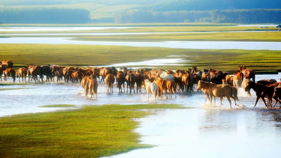 仲夏，來呼倫貝爾清涼一夏