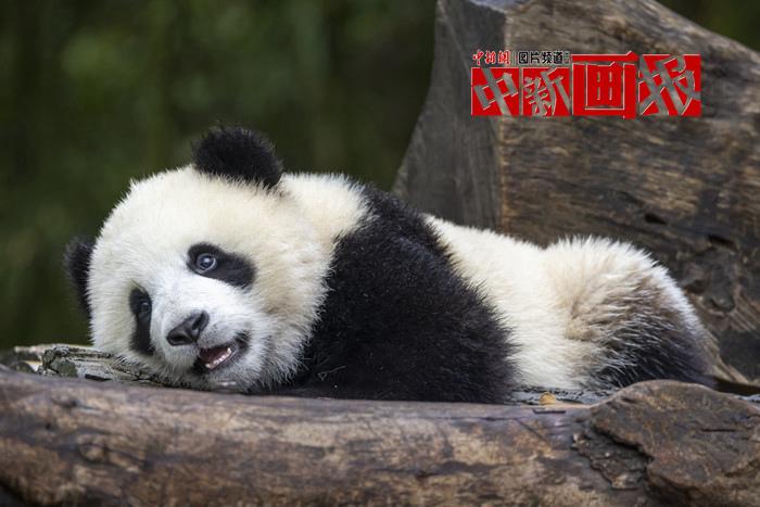 被“圓滾滾”萌暈了！