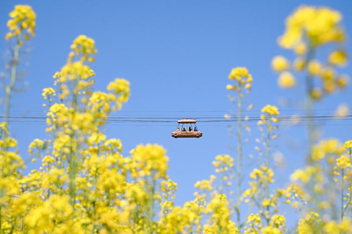 賞春花、品春菜 重慶民眾邂逅春日浪漫