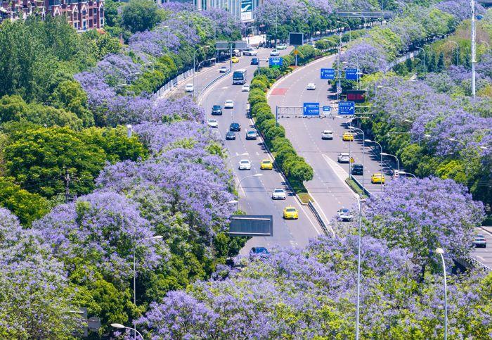 重慶藍(lán)花楹盛開 城市道路變身“紫色花?！?>
     <p>重慶藍(lán)花楹盛開 城市道路變身“紫色花?！?/p>
</a><a href=