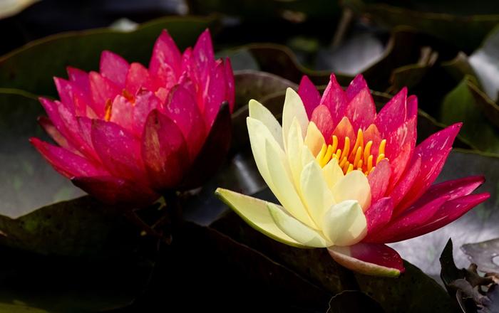 好運“蓮蓮”！安徽淮北雙色睡蓮驚艷綻放