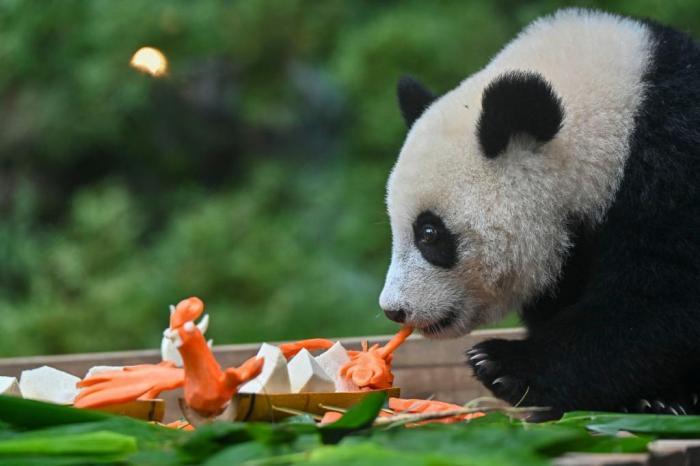 廣州大熊貓“萌萌”母女樂享特制“端午大餐”