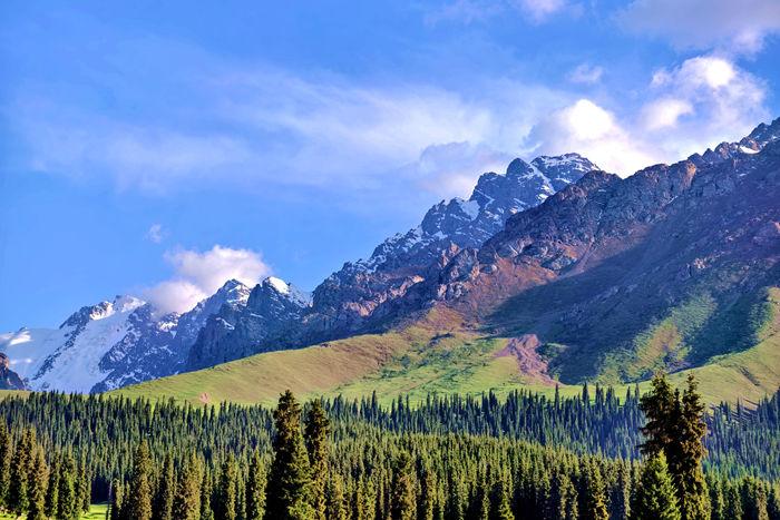 新疆雪嶺云杉草甸進入最美觀賞季