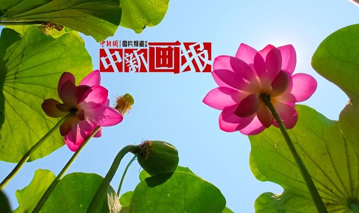 一朵荷花開(kāi) 夏意滿塘來(lái)