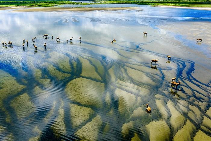 江蘇東臺(tái)條子泥濕地風(fēng)光美如畫