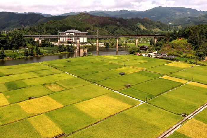 立秋將至 廣西侗鄉(xiāng)田園美