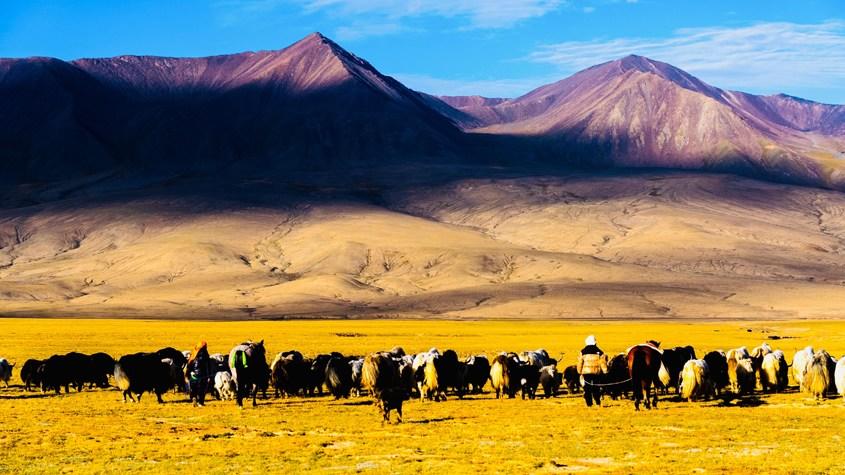 青海都蘭百萬頭牛羊轉(zhuǎn)場至秋季牧場