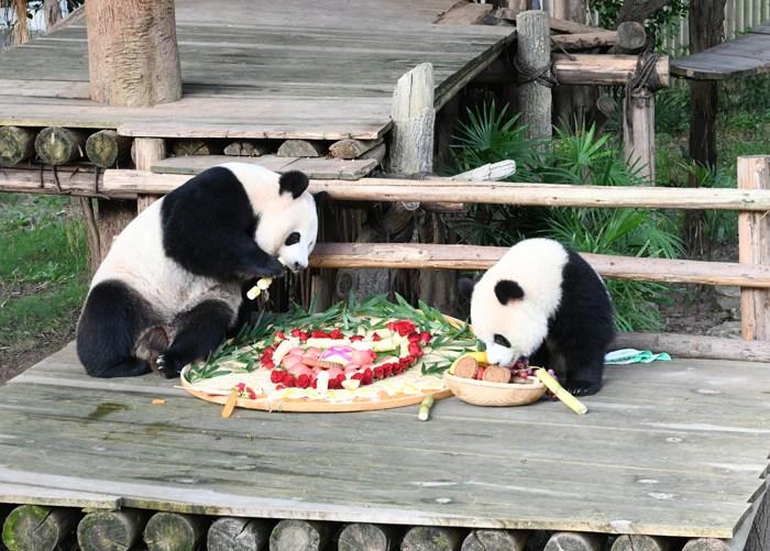 重慶動物園為大熊貓送上特制月餅慶中秋