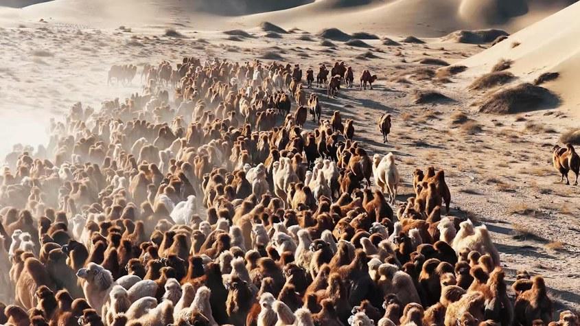 直擊阿拉善駝群轉(zhuǎn)場 解鎖冬日限定震撼