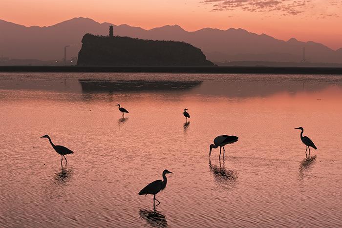 江西鄱陽湖鞋山水域迎候鳥遷徙高峰