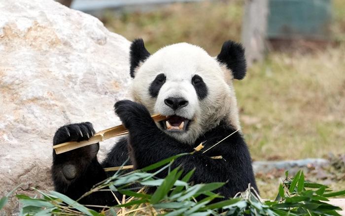 探訪四川綿陽中華大熊貓苑