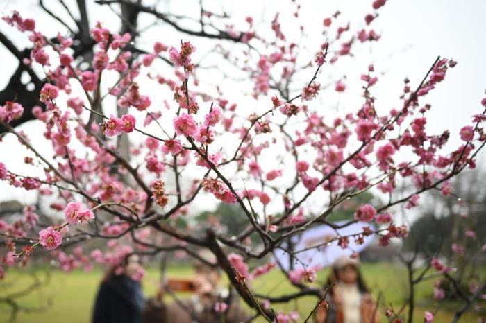南京600多歲“明梅”花開(kāi)正盛