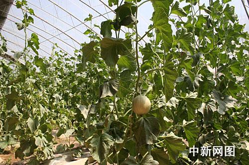 ������˹�����M(j��n)�ǽ����˻@�ӡ�������׌������ϡ����Ĳˡ����D��ʮ���B���l(xi��ng)�����(n��i)�ľGɫ�ЙC(j��)�߲ˡ�