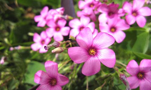 本周數(shù)碼相機市場 消費者關(guān)注度前十熱機