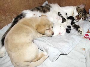 �����J(r��n)��؈��ĸ�c��ĸ����Ӱ���x(�D)