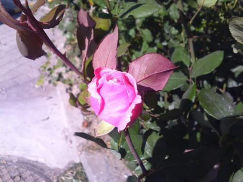 21:9寬屏怪獸手機 LG BL40e評測報告