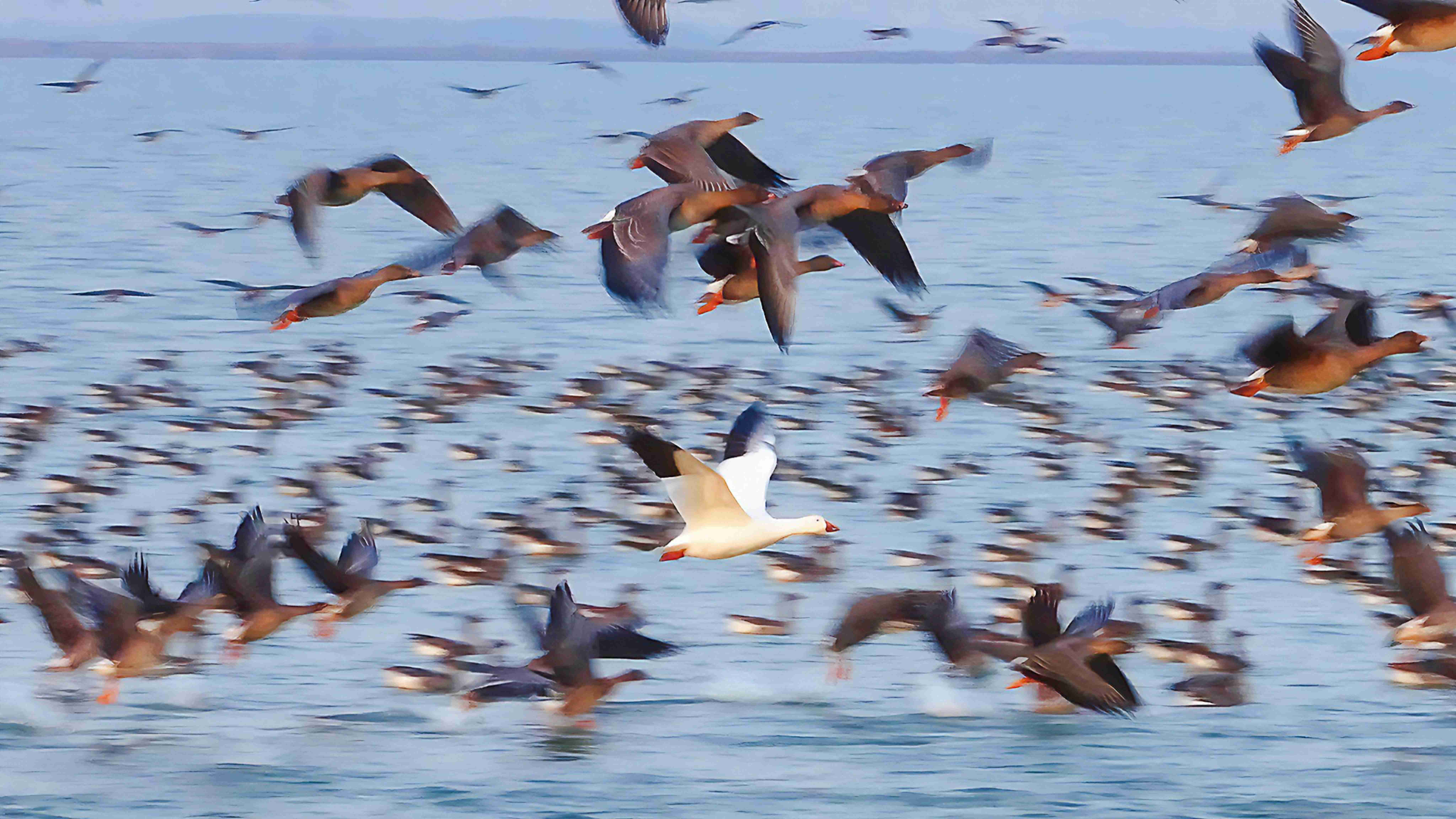 增至335種！衡水湖首次記錄到國內(nèi)罕見鳥類雪雁