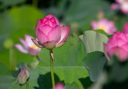 端午假期?？诎佼€荷花綻放引客來