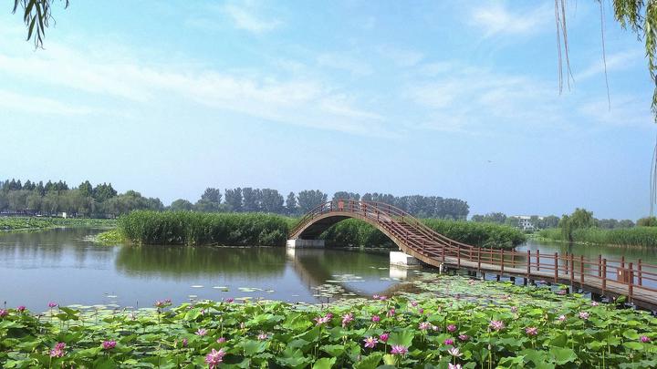 江山如此多嬌丨荷開十里，不如泛舟白洋淀，和你……