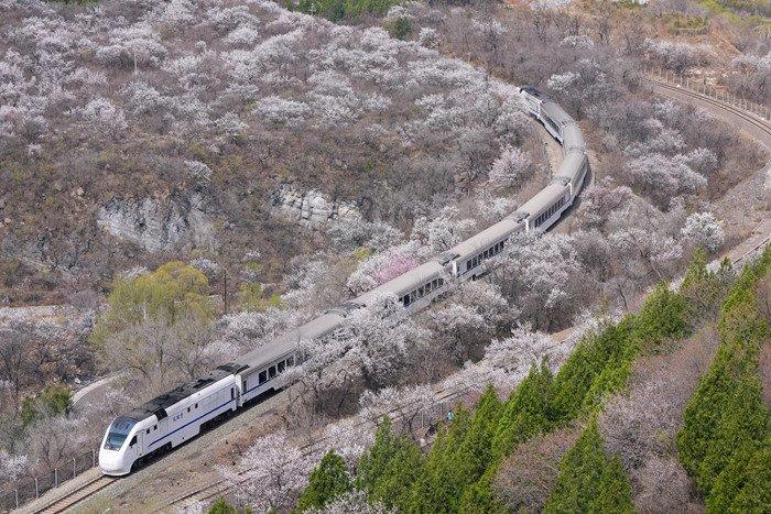 “開(kāi)往春天的列車” 北京市郊列車穿行居庸關(guān)花海