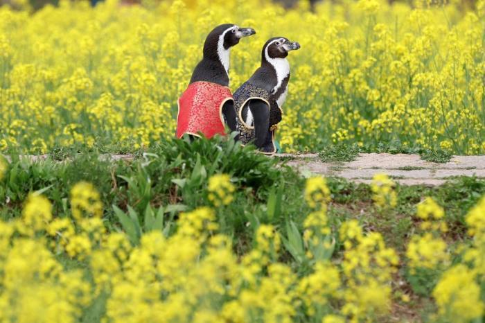 愜意！南京海底世界洪氏環(huán)企鵝戶外踏青“享”春光