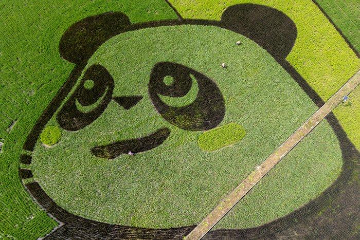 彩色水稻種出巨型“大熊貓”