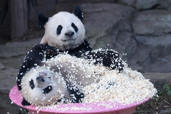 大熊貓母女歡快玩木屑 變身“芝麻湯圓”
