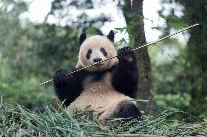 探訪歸國大熊貓“香香”的日常生活