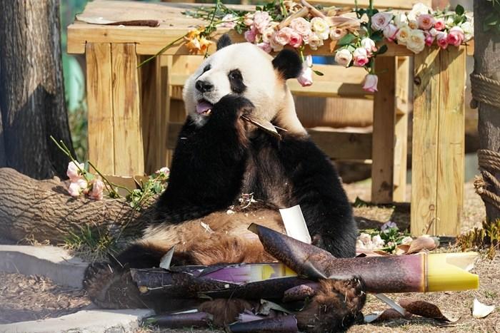 哈爾濱大熊貓兄弟“芝士”“芝麻”迎9周歲生日