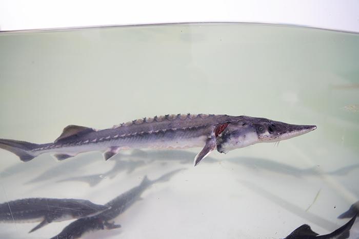 1600尾中華鱘“回歸”長江